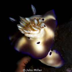 Nudi from the rear by John Miller 